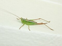 Conocephalus bilineatus