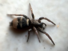 Latonigena auricomis