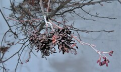 Taphrina robinsoniana