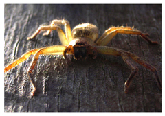 Polybetes rapidus