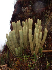 Phlegmariurus