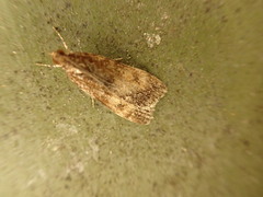 Eudonia asterisca