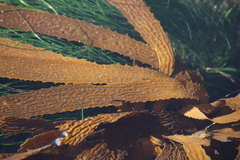 Eisenia arborea