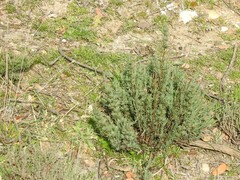 Lavandula pedunculata