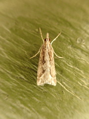 Eudonia steropaea