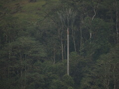 Ceroxylon quindiuense