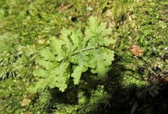 Dryopteris intermedia