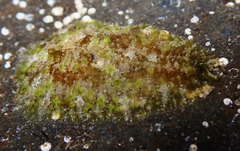 Dolabrifera dolabrifera