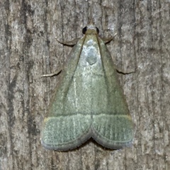 Hypsopygia nostralis