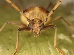 Ochrocydus huttoni