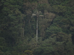 Ceroxylon quindiuense