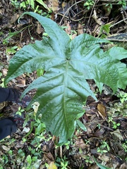 Tectaria heracleifolia