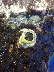 Semibalanus cariosus