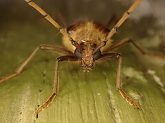Ochrocydus huttoni