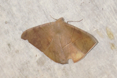 Oxydia trychiata