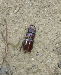 Lucanus capreolus