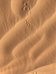 Meroles cuneirostris