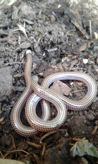 Epictia