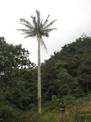 Ceroxylon quindiuense