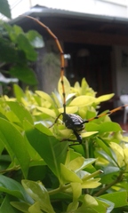 Retrachydes thoracicus