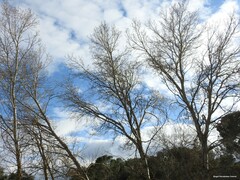 Populus × canescens