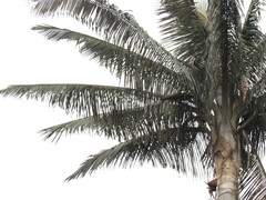 Ceroxylon quindiuense