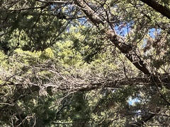 Sequoia sempervirens