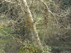 Populus × canescens