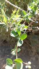 Berberis rotundifolia