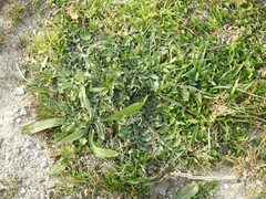 Centaurea calcitrapa