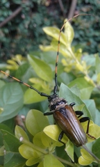 Retrachydes thoracicus