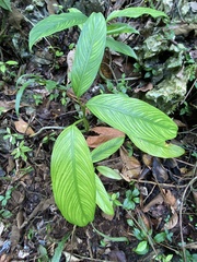 Dieffenbachia seguine