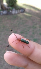 Compsocerus violaceus