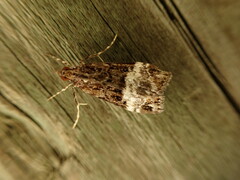 Scoparia minusculalis
