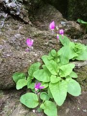 Primula fassettii