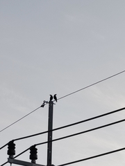 Acridotheres grandis