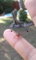 Compsocerus violaceus