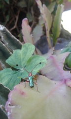 Compsocerus violaceus