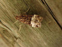 Scoparia minusculalis