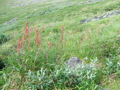 Koenigia tripterocarpa