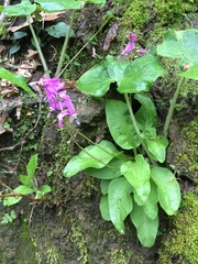 Primula fassettii