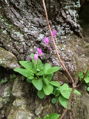 Primula fassettii