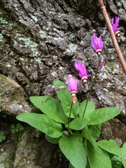 Primula fassettii