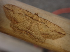 Austrocidaria gobiata