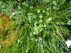 Saxifraga cernua