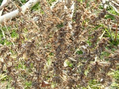 Xanthium spinosum
