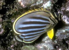 Chaetodon ornatissimus