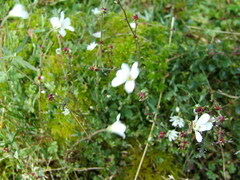 Saxifraga cernua