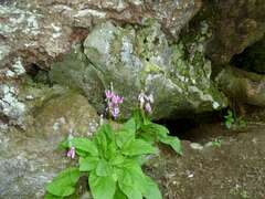 Primula fassettii