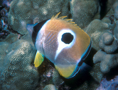 Chaetodon unimaculatus